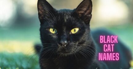 300 Best Black Cat Names (Male and Female Kitties)