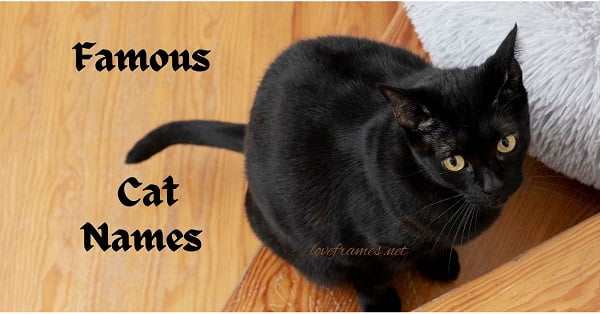 300 Best Black Cat Names (Male and Female Kitties)